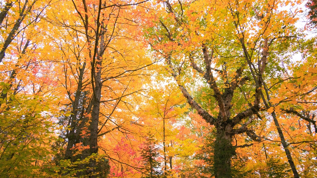 Summerlike weekend on tap in Twin Cities; fall returns early next week — WCCO / CBS Minnesota, Roseville Community news