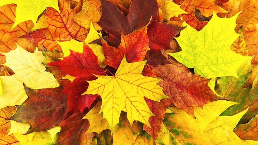Cooler, quieter fall weather returns Tuesday in the Twin Cities — WCCO / CBS Minnesota, Roseville Community news