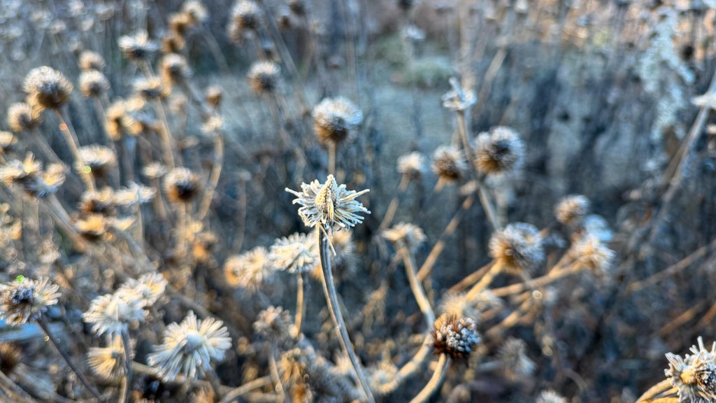 Breezy winds bring cool air to Minnesota, with first frost possible in the metro Friday night — WCCO / CBS Minnesota, Roseville Sports news