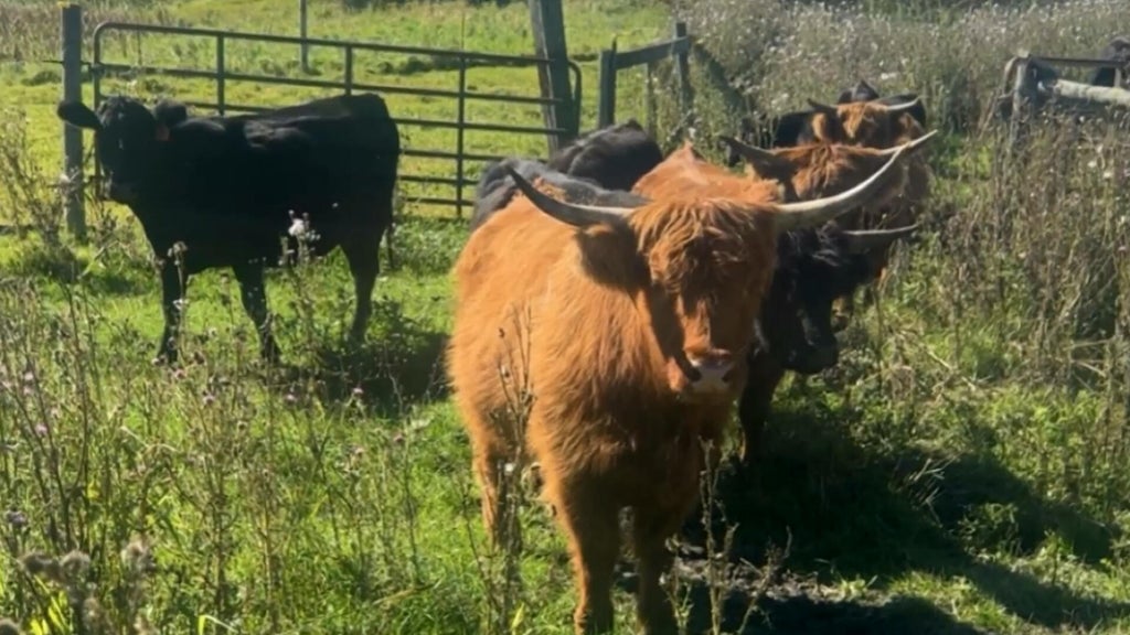 Minnesota farmer calls for thief to return nearly a dozen cows: "You're going to go to jail" — WCCO / CBS Minnesota, Roseville Community news