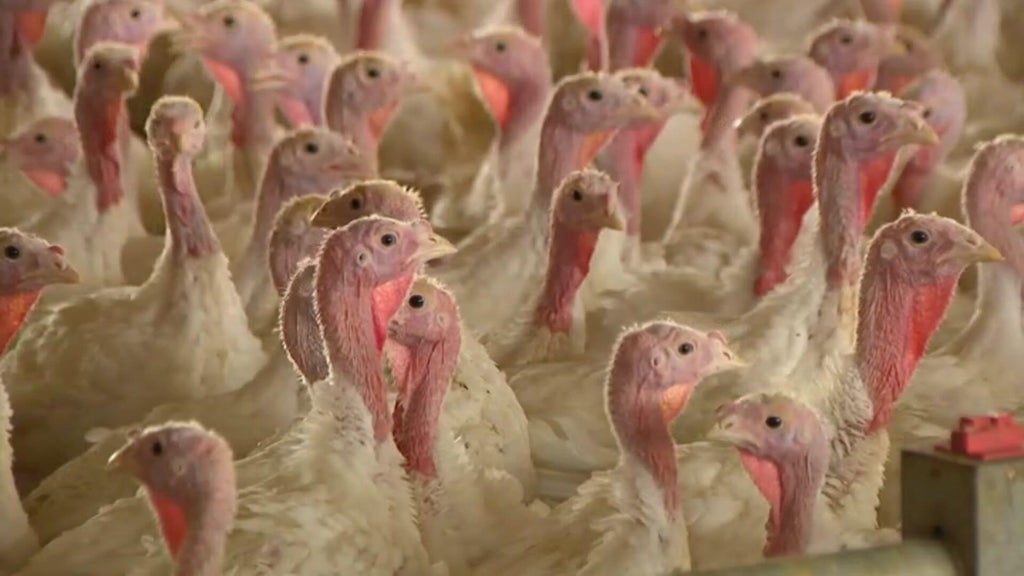 Bird flu confirmed in Barron County, Wisconsin, commercial poultry flock — WCCO / CBS Minnesota, Roseville Real Estate news