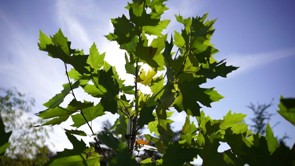 St. Paul city employees help plant trees at church in Rondo neighborhood — WCCO / CBS Minnesota, Roseville Real Estate news