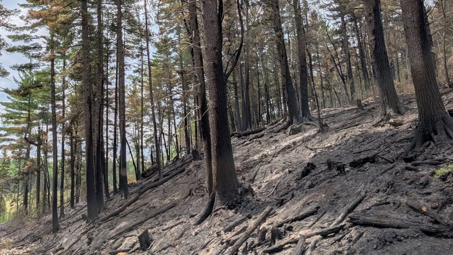 74-year-old who became separated from his family on a trail in Ely was discovered dead — KSTP 5, Roseville Community news