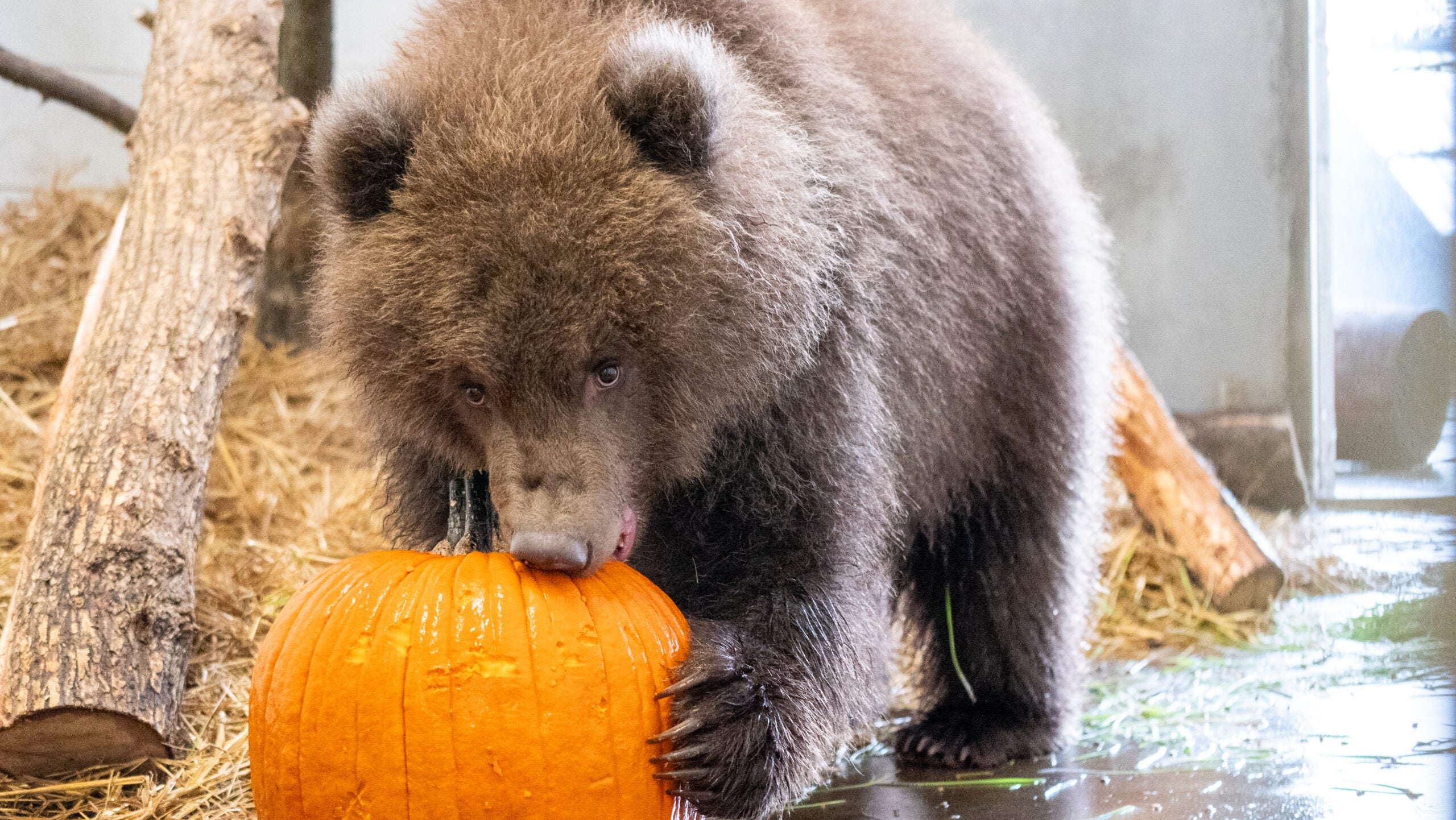 Minnesota Zoo welcomes 3 orphaned brown bear cubs rescued from Alaska — KSTP 5