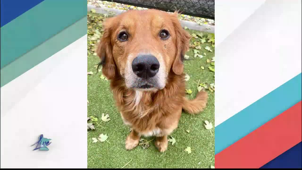 Adopt a Dog Month: Golden Retrievers — KSTP 5, Roseville Community news