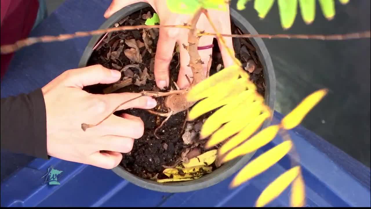 Tips for Planting Trees — KSTP 5, Roseville Community news