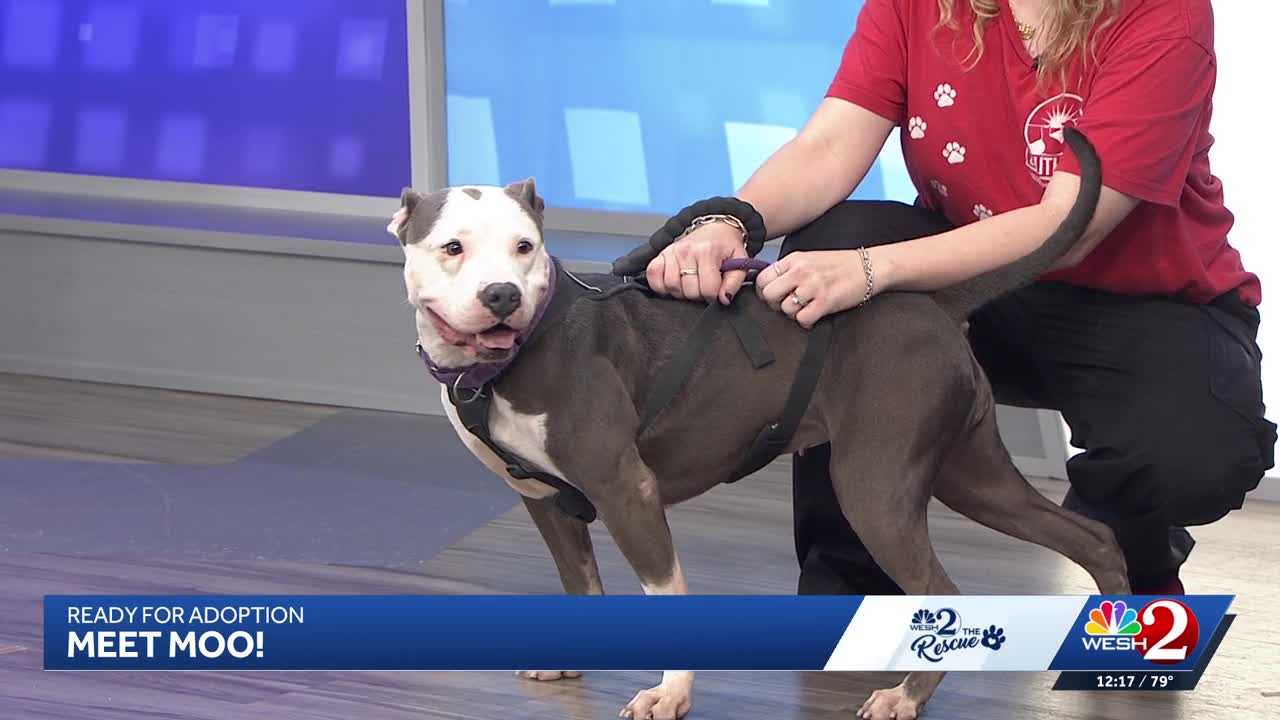 Moo at Southeast Volusia Humane Society is looking for a home — WESH 2 Orlando, Roseville Community news