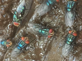 Odor complaints target Mexico’s screwworm fly facility — KFGO, Roseville Schools news