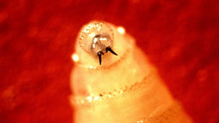 New World screwworm found in US wildlife, raising fears of future human infection, sustained damage to the beef industry — WTSP Food Tampa Bay
