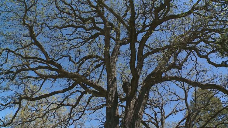 How to keep your oak trees healthy — KARE 11 Local, Roseville Health news