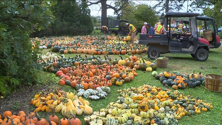 Pumpkin 101: Best to cook, carve & display — KARE 11 Local, Roseville Community news