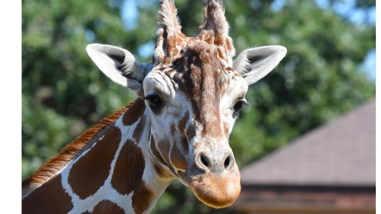 Como Zoo mourns loss of beloved giraffe, 'Skeeter' — Roseville Community news