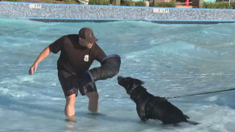 Tampa police K-9s train at theme park to prepare for emergencies — WTSP 10 Tampa Bay, Roseville Community news