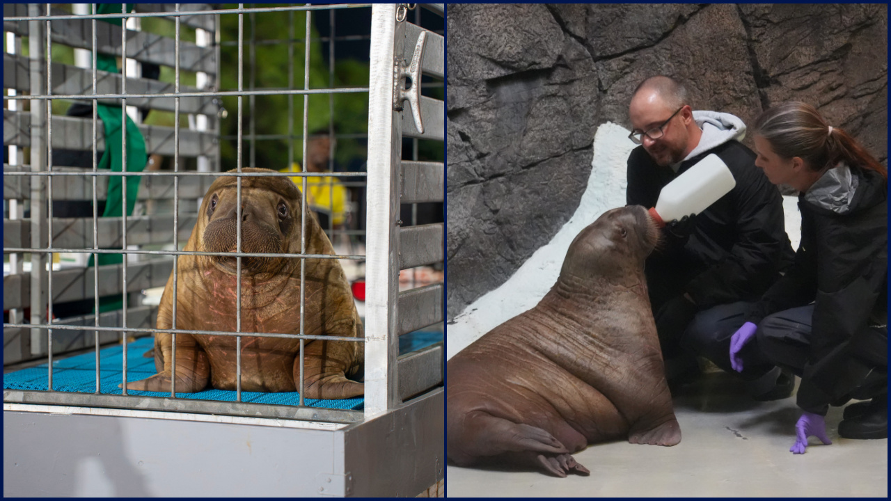 Orphaned baby walrus in Alaska flown 4,800 miles to new home in Florida — FOX 9, Roseville Community news