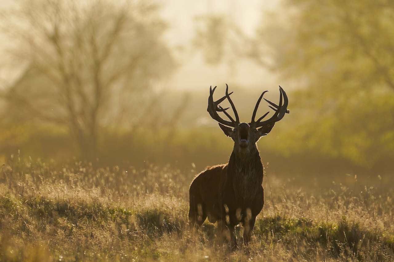Deer-related crashes spike in the fall. Here's why. — FOX 9, Roseville Sports news