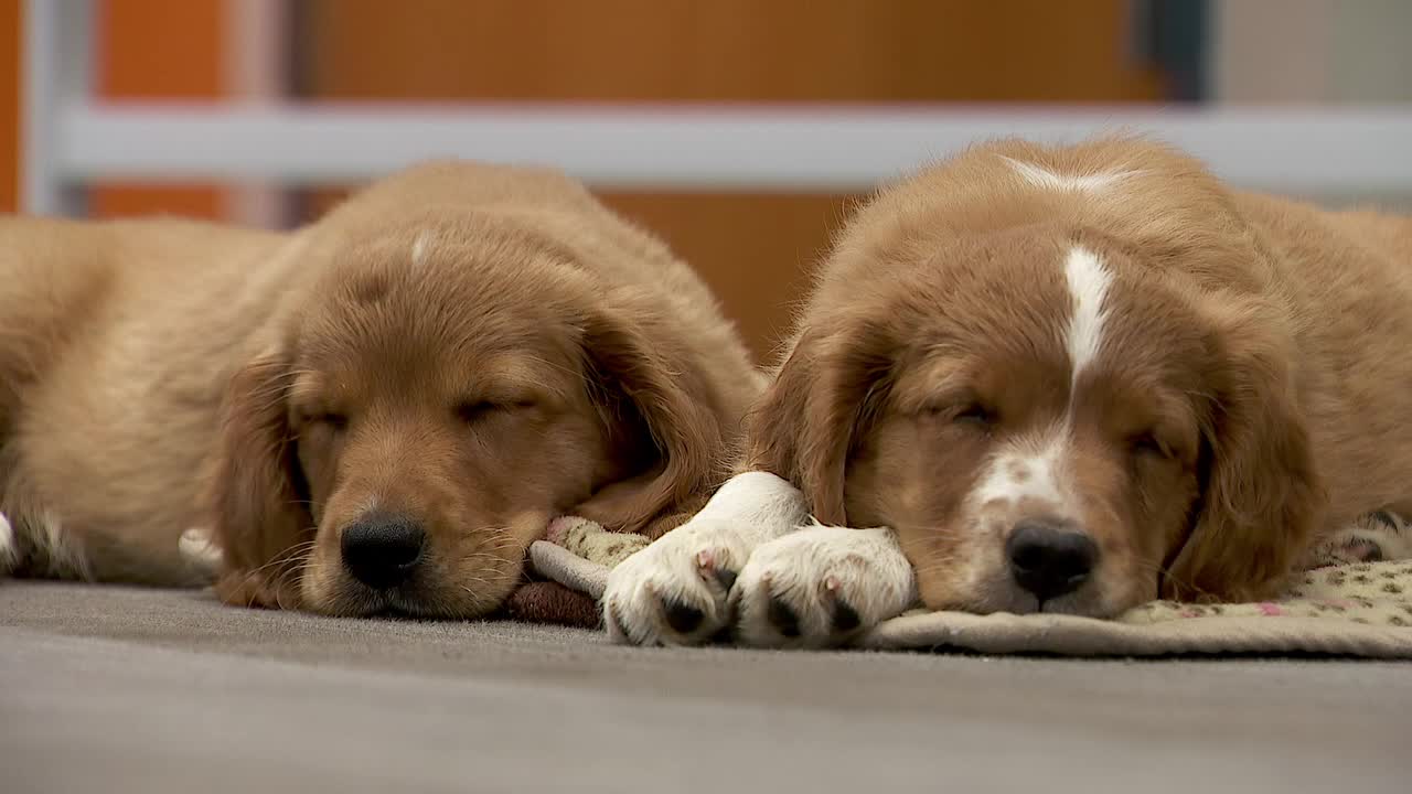36 dogs rescued from unlicensed breeder in Cass County — Roseville Community news