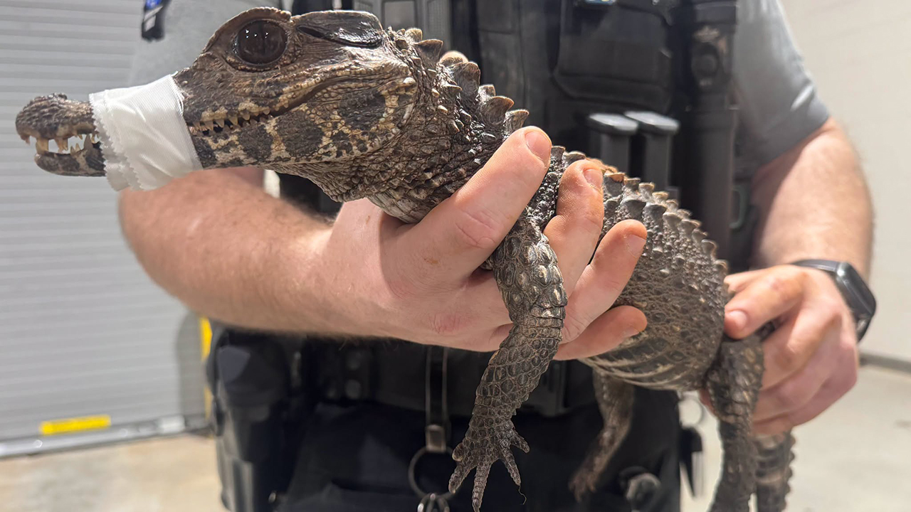 Watch: Deputies in Oklahoma capture escaped caiman after months on the loose — FOX 9, Roseville Community news